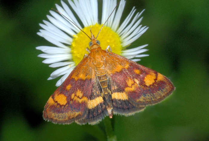 Crambidae 8